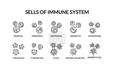 Illustration for Cells of adaptive immune system. Human cells with names. Scientific microbiology vector illustration in sketch style. blood cellular components formation - Royalty Free Image