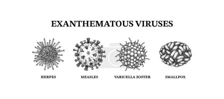Illustration for Exanthematous viruses. Hand drawn set of microorganisms. Scientific vector illustration in sketch style. - Royalty Free Image