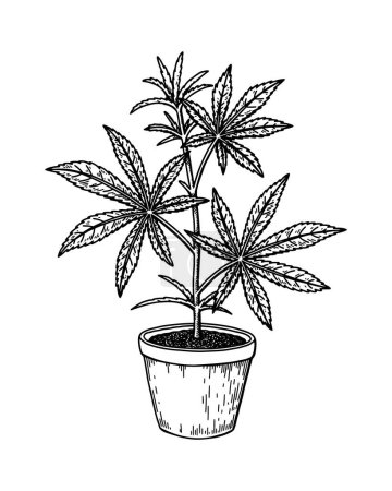 Illustration for Cannabis potted plant sketch. Marijuana botanical drawing. Hand drawn realistic vector illustration. - Royalty Free Image
