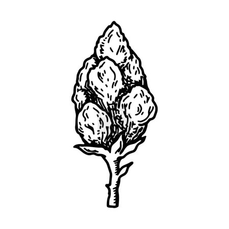 Foto de Brote de cannabis. Ilustración vectorial vintage en estilo de boceto. Marihuana flor de la planta - Imagen libre de derechos