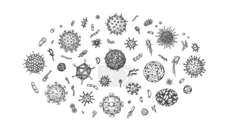 Illustration pour Ensemble de virus et bactéries gravés isolés sur fond blanc. Différents types de microorganismes microscopiques. Illustration vectorielle dans le style croquis - image libre de droit