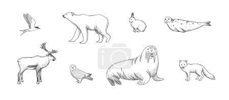 Collection d'animaux arctiques en style gravure. Illustration vectorielle dessinée à la main du renard arctique sauvage, de l'ours polaire, du renne et plus