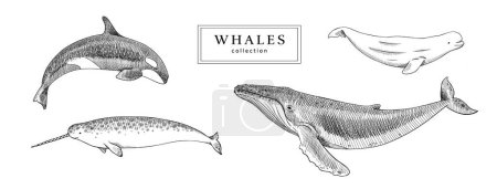 Vector illustration of whales. Collection of arctic marine mammals in black and white hand-drawn sketch style