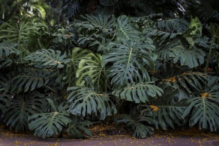 Tropische Blätter im Hintergrund des Dschungels. Regenwald mit Pflanzen und herrlichem Sonnenschein im Morgendschungel. Hochwertiges Foto