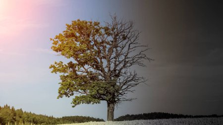 Wachsender Baum auf dem Feld und Klimawandel auf der Erde. Natur, Umweltschutzkonzept. Hochwertiges Foto