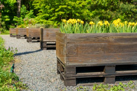 Photo for Garden box for growing plant on backyard garden. Home farming wooden beds. High quality photo - Royalty Free Image