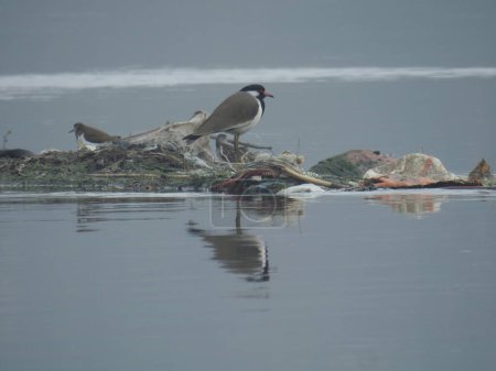 Téléchargez les photos : Agra, Uttar Pradesh, India - 08 Jan 2021 : Common bird in the yamuna river - en image libre de droit