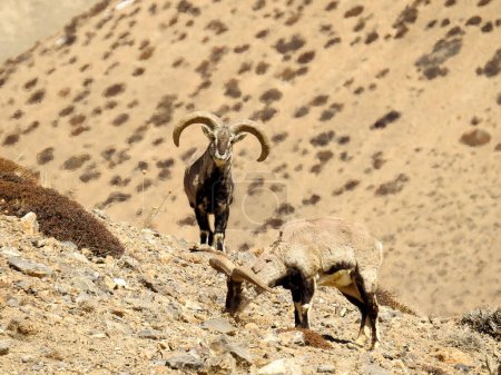 Photo for Spiti, Himachal Pradesh, India - April 1st, 2021 : The Bharal (Pseudois nayaur), also called the Helan Shan Blue Sheep, Chinese Blue Sheep, Himalayan Blue Sheep or Naur. - Royalty Free Image