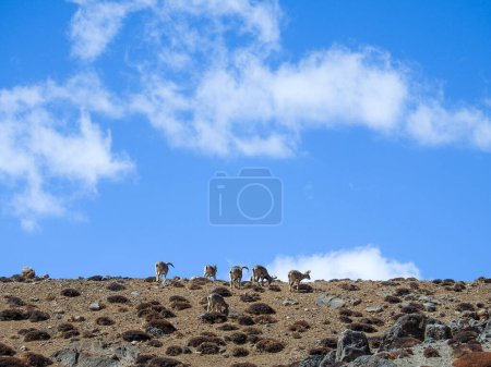 Téléchargez les photos : Spiti, Himachal Pradesh, India - April 1st, 2021 : The Bharal (Pseudois nayaur), also called the Helan Shan Blue Sheep, Chinese Blue Sheep, Himalayan Blue Sheep or Naur. - en image libre de droit