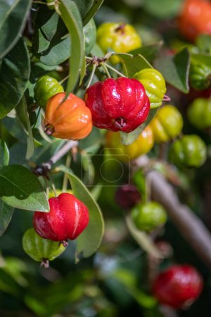 Pitanga Detalle, una fruta tropical comúnmente conocida como cereza de Surinam, cereza brasileña o cereza de Cayena. Crece en Eugenia uniflora árbol de la familia Myrtaceae, nativo de la costa este de América del Sur.