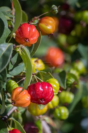Photo for Pitanga Detail, a tropical fruit commonly known as Suriname cherry, Brazilian cherry or Cayenne cherry. Grows in Eugenia uniflora tree of the Myrtaceae family, native to South America east coast. - Royalty Free Image