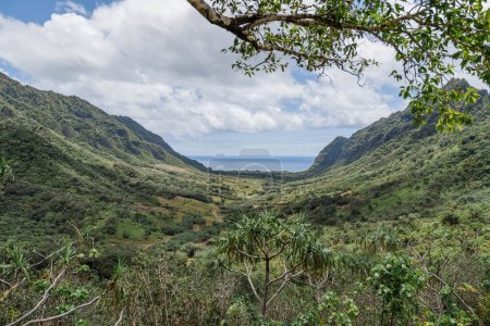 Photo for Hawaii Oahu green landscape - Royalty Free Image