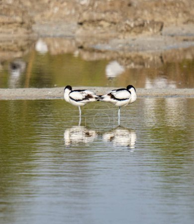 AVOCETE COUPLES RESTING IN THE MIDDLE OF A LAKE