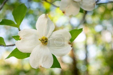 Téléchargez les photos : Une fleur de cornouiller blanche dans la forêt au printemps - en image libre de droit