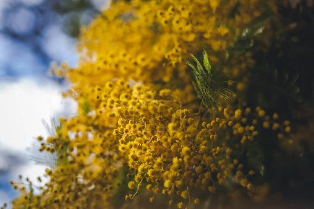 Foto de Bright beautiful yellow blossoming mimosa against the blue sky, natural floral spring background and texture - Imagen libre de derechos