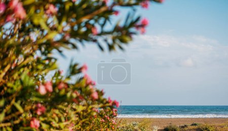 Téléchargez les photos : Beau paysage d'été. Plage bord de mer et laurier rose fleuri. Beauté dans la nature - en image libre de droit