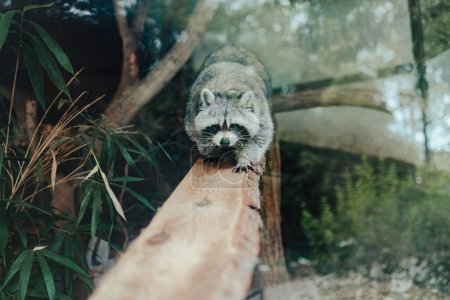 Photo for Close-up of raccoon behind glass in a zoo. - Royalty Free Image