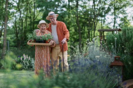 Foto de Senior couple harvesting herbs in their garden during a summer evening. - Imagen libre de derechos