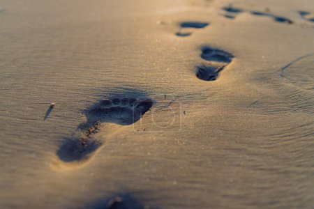 Téléchargez les photos : Close-up of a footprints on a beach. - en image libre de droit