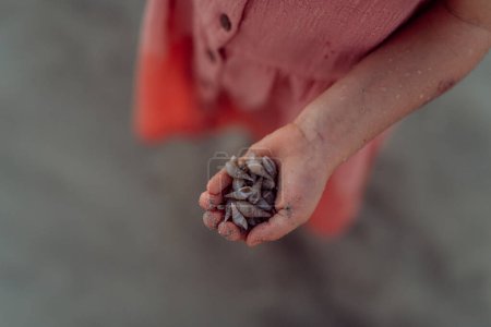 Foto de Primer plano de la niña sosteniendo conchas en una playa. - Imagen libre de derechos