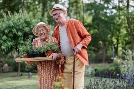 Foto de Senior couple harvesting herbs in their garden during a summer evening. - Imagen libre de derechos