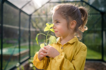 Téléchargez les photos : A little girl smelling pepper plant, when transplanting it in eco greenhouse, learn gardening. - en image libre de droit