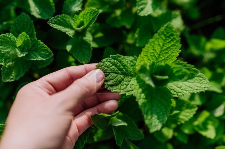 Photo for Close-up of growing mint in a garden. - Royalty Free Image