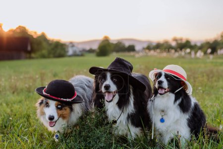 Téléchargez les photos : Portrait de trois collies bordures avec chapeaux en plein air dans la prairie. - en image libre de droit