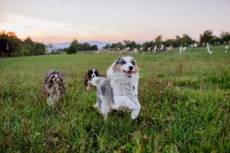 Foto de Retrato de tres collies de la frontera corriendo al aire libre en el prado. - Imagen libre de derechos