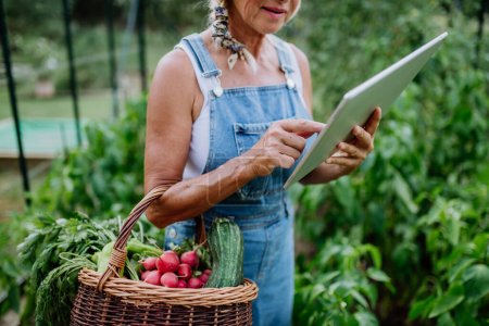 Foto de Mujer mayor utilizando tableta digital y el manejo de pedidos de sus verduras orgánicas de cosecha propia en invernadero, concepto de pequeña empresa. - Imagen libre de derechos