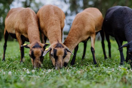 Téléchargez les photos : Gros plan des chèvres brouteuses sur la prairie. - en image libre de droit