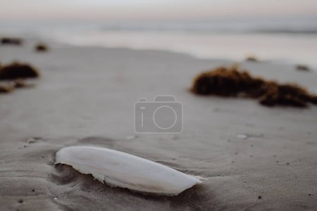 Téléchargez les photos : Close-up of sepia bone on a beach. - en image libre de droit