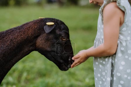 Téléchargez les photos : Petite fille avec des moutons camerounais en plein air sur une prairie. - en image libre de droit