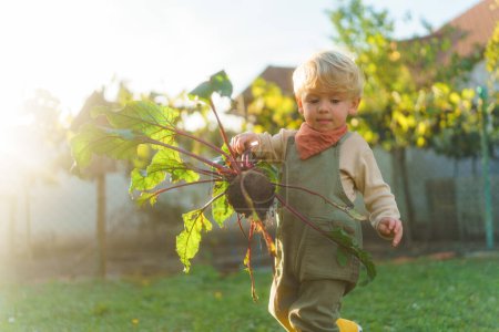 Téléchargez les photos : Petit garçon récolte une betterave dans le jardin, pendant la journée d'automne. Concept d'écologie jardinage et mode de vie durable. - en image libre de droit