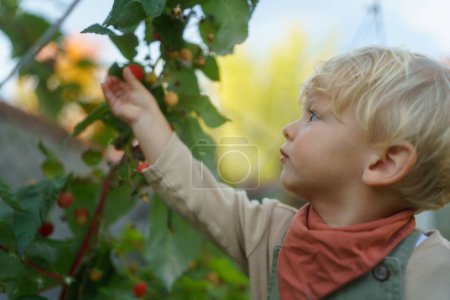 Téléchargez les photos : Joyeux petit garçon récolte et manger des framboises en plein air dans le jardin. - en image libre de droit