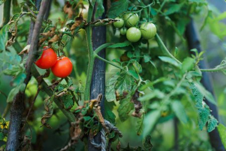 Téléchargez les photos : Gros plan sur les tomates fraîches qui poussent dans le jardin. - en image libre de droit