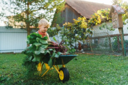 Photo for Little boy with a wheelbarrow full of vegetables working in garden in the village. - Royalty Free Image