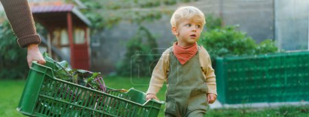 Téléchargez les photos : Petit garçon mignon aidant à transporter une boîte de légumes fraîchement récoltés, saison d'automne. - en image libre de droit