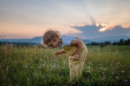 Photo for Side view of adorable little girl with straw hat standing in the middle of summer meadow. Child with curly blonde hair picking flowers during sunset. Kids spending summer with grandparents in the - Royalty Free Image