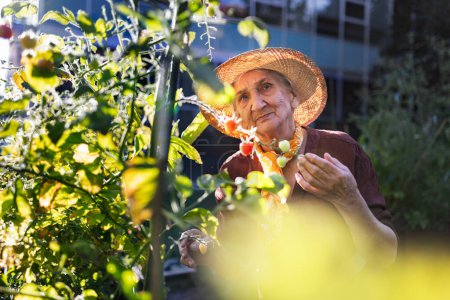 Foto de Retrato de mujer mayor cuidando plantas de tomate en huerto urbano. Mujer mayor recogiendo tomates maduros de camas elevadas en jardín comunitario en su complejo de apartamentos. - Imagen libre de derechos