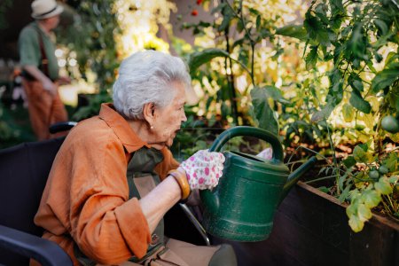 Photo for Portrait of senior woman taking care of vegetable plants in urban garden in the city. Elderly lady watering tomato plants in community garden in her apartment complex. Nursing home residents gardening - Royalty Free Image