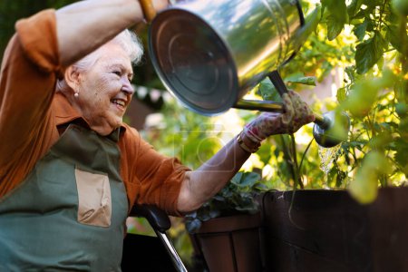 Téléchargez les photos : Portrait d'une femme âgée s'occupant de plantes potagères dans un jardin urbain de la ville. Femme âgée arrosant des plants de tomate dans le jardin communautaire dans son complexe d'appartements. Les résidents des maisons de soins infirmiers jardinage - en image libre de droit