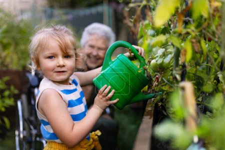 Photo for Portrait of a little adorable girl helping her grandmother in the garden. A young girl watering plants, takes care of vegetables growing in raised beds. - Royalty Free Image