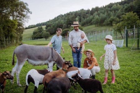 Téléchargez les photos : Portrait d'une famille d'agriculteurs caressant des ânes et des chèvres dans leur ferme. Une mule grise et des chèvres comme animaux de ferme à la ferme familiale. Concept d'agriculture multigénérationnelle. - en image libre de droit