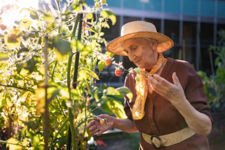 Photo for Portrait of senior woman taking care of tomato plants in urban garden. Elderly woman picking ripe tomatoes from raised beds in community garden in her apartment complex. - Royalty Free Image