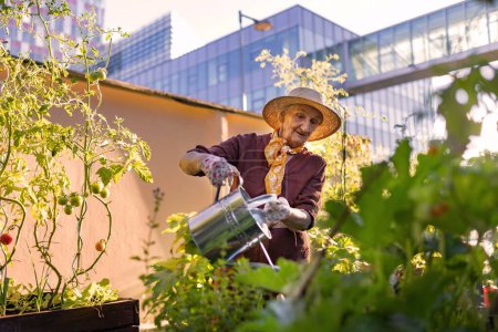 Téléchargez les photos : Portrait d'une femme âgée prenant soin de plants de tomate dans un jardin urbain. Femme âgée arrosant des tomates dans des lits surélevés dans un jardin communautaire dans son complexe d'appartements. - en image libre de droit