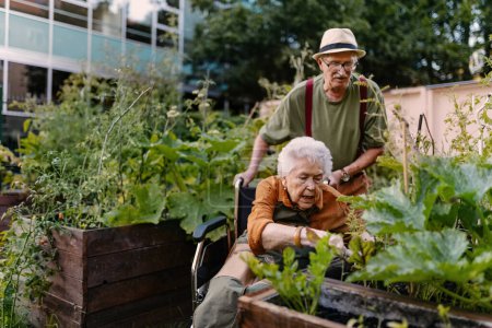 Porträt von Seniorenfreunden, die sich um Gemüsepflanzen im städtischen Garten in der Stadt kümmern. Rentner verbringen Zeit mit der gemeinsamen Gartenarbeit im Gemeinschaftsgarten ihrer Wohnanlage. Pflegeheim