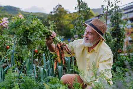 Photo for Handsome senior man pulling carrots from the ground, admiring harvest from his own garden. Harvesting vegetables in the fall. Concept of hobbies in retirement. - Royalty Free Image