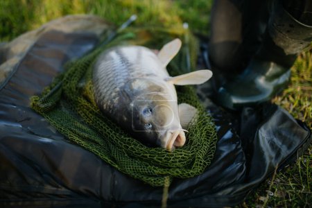 Foto de Primer plano de una carpa capturada en la red de pesca. Pescador pescando en un lago, atrapado una carpa. - Imagen libre de derechos