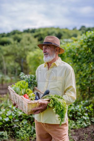 Foto de Retrato de un hombre mayor de pie en medio de un campo, sosteniendo una caja de madera llena con la cosecha. La cosecha de verduras en el otoño. - Imagen libre de derechos
